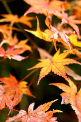 紅く色づく楓の葉