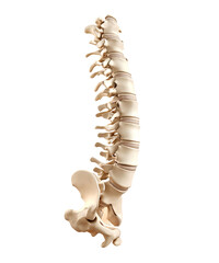 Human Spine and Pelvic Bone Anatomy
