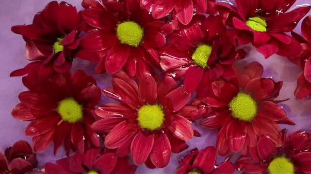 Dark red chrysanths in water on a purple background. Strongly flowing red chrysanthemums in water. Tiny red chrysanthemums. Concept of romance, wedding, Valentine's Day. Macro and slow motion.