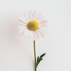 Naklejka premium Daisy isolated on white background AI Generated