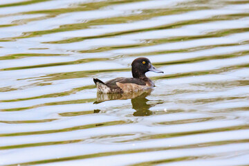 A Tufted Duck Navigating Calm Waters