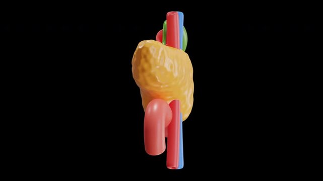 3D Animation of Pancreas