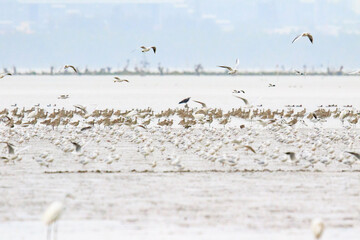 A Massive Flock of Birds Migrating Over a Coastal Mudflat