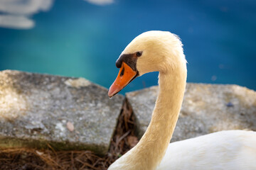 Graceful Swan by Tranquil Waters