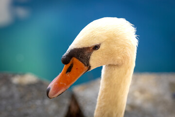 Graceful Swan by Tranquil Waters