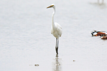 A Fierce Feeding Frenzy: Egrets and Seagulls Clash in a Tidal Battle