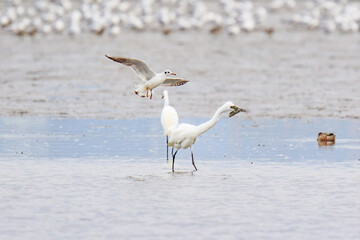A Fierce Feeding Frenzy: Egrets and Seagulls Clash in a Tidal Battle