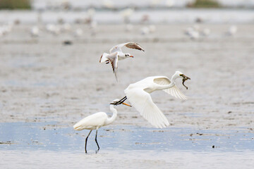 A Fierce Feeding Frenzy: Egrets and Seagulls Clash in a Tidal Battle