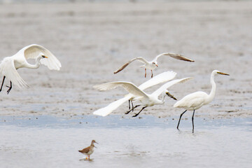 A Fierce Feeding Frenzy: Egrets and Seagulls Clash in a Tidal Battle