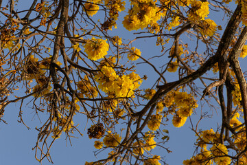 Tree called Yellow Ipê in the Amazon region of Brazil. yellow ipe tree