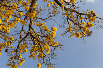 Tree called Yellow Ipê in the Amazon region of Brazil. yellow ipe tree