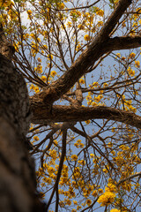 Tree called Yellow Ipê in the Amazon region of Brazil. yellow ipe tree