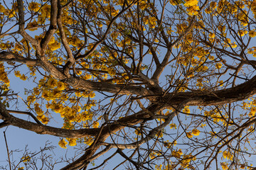 Tree called Yellow Ipê in the Amazon region of Brazil. yellow ipe tree