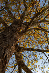 Tree called Yellow Ipê in the Amazon region of Brazil. yellow ipe tree