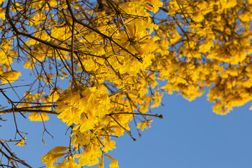 Tree called Yellow Ipê in the Amazon region of Brazil. yellow ipe tree