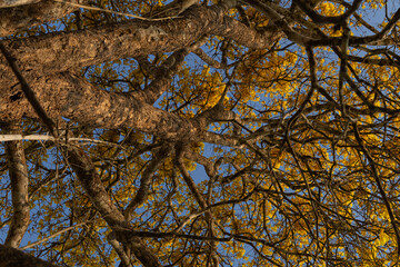 Tree called Yellow Ipê in the Amazon region of Brazil. yellow ipe tree