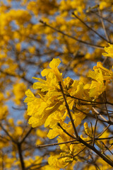 Tree called Yellow Ipê in the Amazon region of Brazil. yellow ipe tree