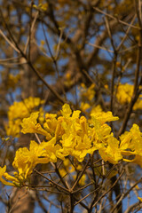 Tree called Yellow Ipê in the Amazon region of Brazil. yellow ipe tree