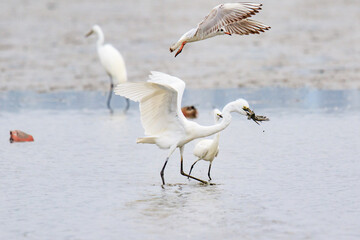 A Fierce Feeding Frenzy: Egrets and Seagulls Clash in a Tidal Battle
