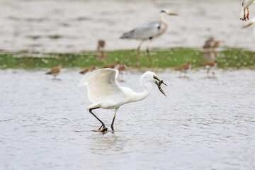 Egret Hunting in Shallow Waters, Mai Po Natural Reserve, Hong Kong