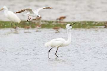 Egret Hunting in Shallow Waters, Mai Po Natural Reserve, Hong Kong