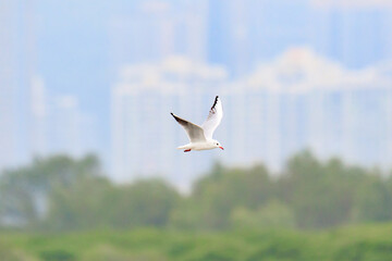 Black-headed Gull Soaring Above a Modern Metropolis