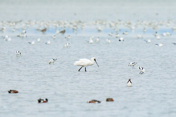 Black Faced Spoonbill Foraging for Food in Water