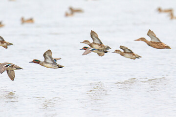 Flock of Eurasian Ducks in Flight Over Calm Waters