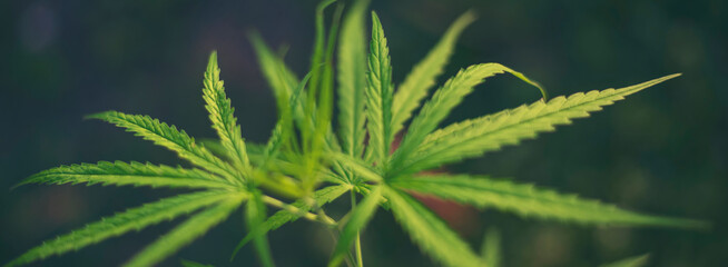 Banner Green weed Marijuana tree cannabis plant narcotic herbal in CBC greenhouse. Panorama Hemp leaf made cannabis crude oil medicine farm. CBC, THC herb agriculture Weed leaf Drug with copy space