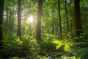 Obraz premium Serene Sunlit Forest with Lush Green Undergrowth - Peaceful Woodland Landscape , ai