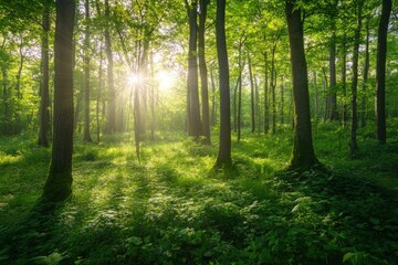 Fototapeta premium Serene Sunlit Forest with Lush Green Undergrowth - Peaceful Woodland Landscape , ai