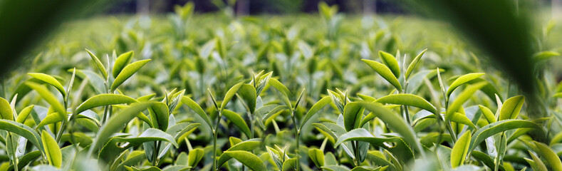Banner Green tea tree leaves camellia sinensis organic farm sunlight. Panorama Fresh young tender bud herbal farm in morning. Banner Sunlight Green tea tree plant. Wide Green Tea Tree with copy space