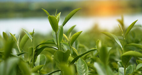Green tea tree fresh leaves in eco herbal farm. Tree tea plantations in morning sun light....