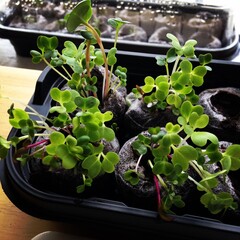 Microgreens Growing Out of Seed Starting Pod Tray