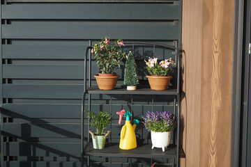 Enchanting and Charming Plant Display on a Stylish Modern Rack Featuring Colorful Pots