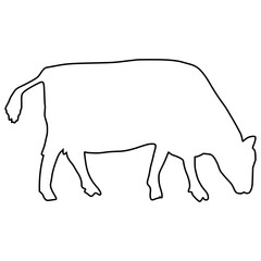 line cow Hand drawn illustration