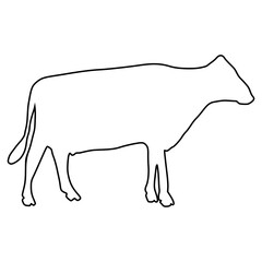 line cow Hand drawn illustration