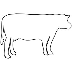line cow Hand drawn illustration