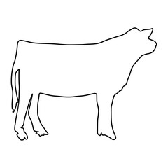 Cow line Hand Drawn