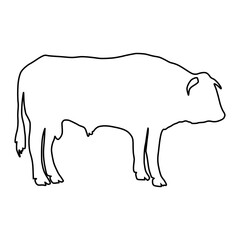 Cow line Hand Drawn
