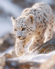 Obraz premium Snow leopard climbing rocky mountain terrain, rare predator, soft morning light illuminating snowy backdrop creates a stunning scene.