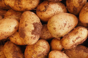 Freshly Harvested Organic Potatoes Are Piled Together Neatly Awaiting Their Final Destination