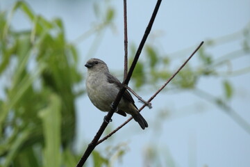 Palm tanager (Thraupis palmarum) eating