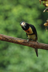 Collared aracari (Pteroglossus torquatus) perched on a tree branch