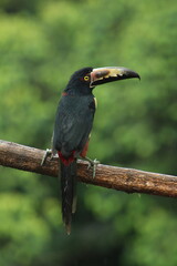 Collared aracari (Pteroglossus torquatus) perched on a tree branch