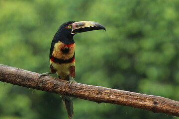 Collared aracari (Pteroglossus torquatus) perched on a tree branch