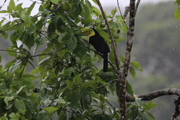 Keel-billed toucan (Ramphastos sulfuratus) perching on a tree branch