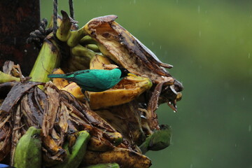 Green honeycreeper (Chlorophanes spiza) seen in Costa Rica