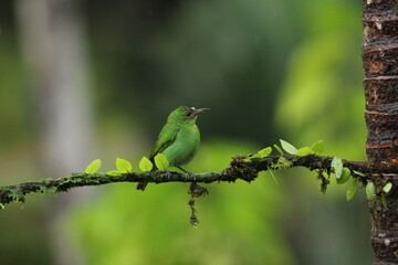 Female Green honeycreeper (Chlorophanes spiza) seen in Costa Rica