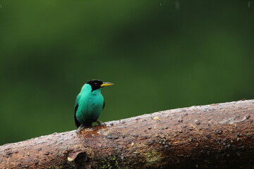 Green honeycreeper (Chlorophanes spiza) seen in Costa Rica